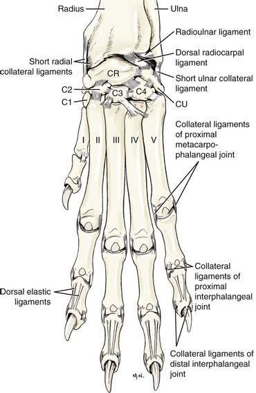 Carpus, Metacarpus, and Digits .